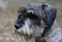 Flamandų buvje – charakteris, mityba ir sveikata Flamandų buvje.