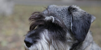 Flamandų buvje – charakteris, mityba ir sveikata Flamandų buvje.