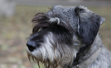 Flamandų buvje – charakteris, mityba ir sveikata Flamandų buvje.