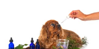 Gyvūnų aromaterapija: kokie eteriniai aliejai tinka šunims ir katėms? Gyvūnų aromaterapija.