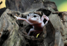 10 įdomiausių gyvūnų pasaulyje, kurie privers aiktelėti Įdomiausi gyvūnai pasaulyje.