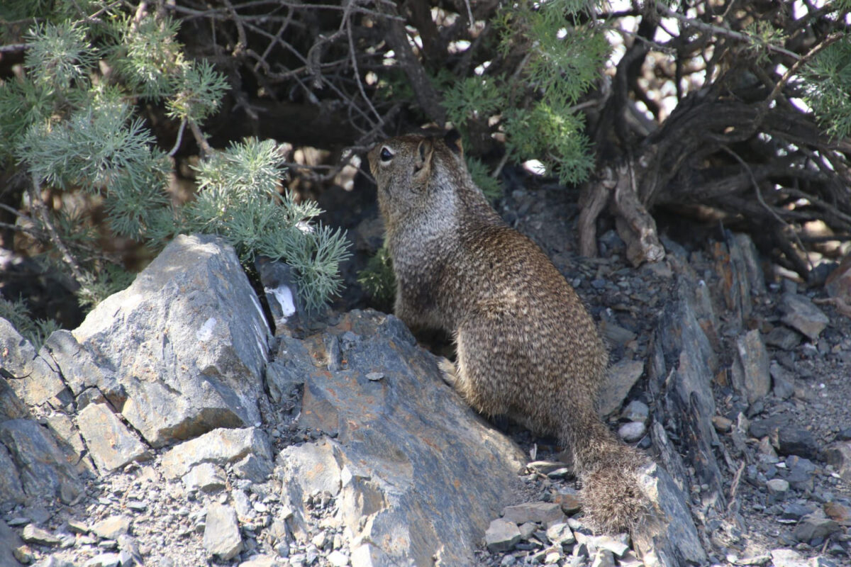 Įdomiausi gyvūnai pasaulyje. Vombatas.