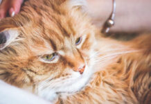 Kačių ausų ligos: diagnostika, simptomai ir gydymas Kačių ausų ligos.