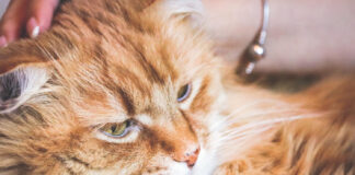 Kačių ausų ligos: diagnostika, simptomai ir gydymas Kačių ausų ligos.