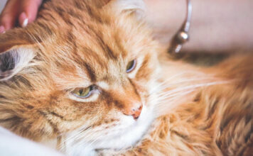 Kačių ausų ligos: diagnostika, simptomai ir gydymas Kačių ausų ligos.