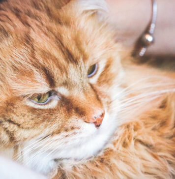 Kačių ausų ligos: diagnostika, simptomai ir gydymas Kačių ausų ligos.