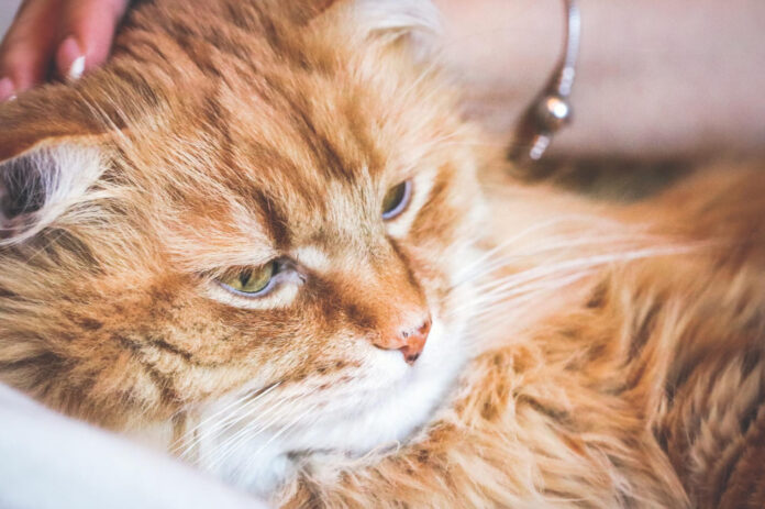 kaciu-ausu-ligos-kate Kačių ausų ligos.