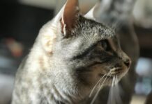 Kačių blusos – kaip naikinti blusas katei ir išvengti jų sugrįžimo Kačių blusos.