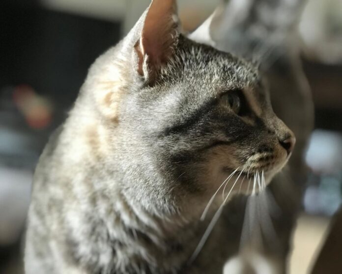 kaciu-blusos-kate Kačių blusos.