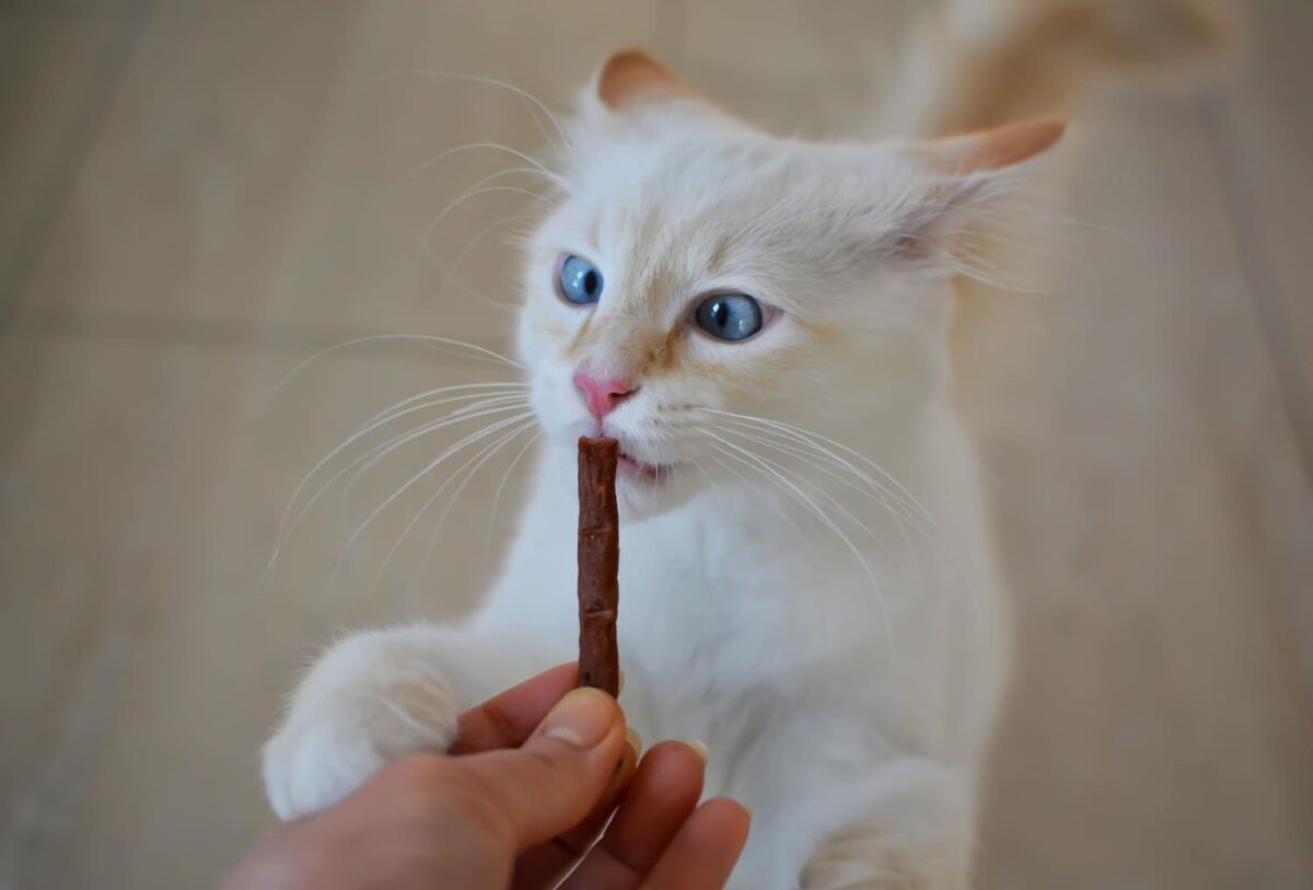 Kačių cukrinis diabetas. Katė valgo skaniuką.