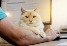 Kačių leukemijos virusas: tylus pavojus, kurį svarbu atpažinti laiku Kačių leukemijos virusas.