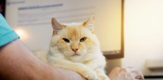 Kačių leukemijos virusas: tylus pavojus, kurį svarbu atpažinti laiku Kačių leukemijos virusas.