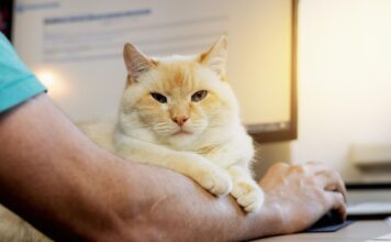 Kačių leukemijos virusas: tylus pavojus, kurį svarbu atpažinti laiku Kačių leukemijos virusas.