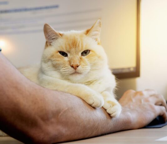 Kačių leukemijos virusas: tylus pavojus, kurį svarbu atpažinti laiku Kačių leukemijos virusas.