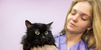 Kačių pieno liaukų vėžys: tylus pavojus, kurio negalima ignoruoti Kačių pieno liaukų vežys.