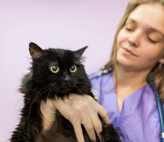 Kačių pieno liaukų vėžys: tylus pavojus, kurio negalima ignoruoti Kačių pieno liaukų vežys.