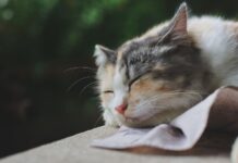 Kačių rinotracheitas (kačių gripas): simptomai ir gydymas Kačių rinotracheitas.