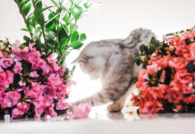 Katė niokoja gėles? Šie būdai padės ją atbaidyti Kaip atbaidyti kates nuo gėlių.