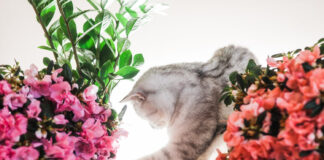 Katė niokoja gėles? Šie būdai padės ją atbaidyti Kaip atbaidyti kates nuo gėlių.