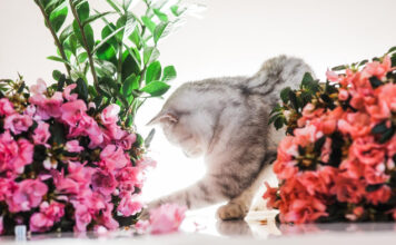 Katė niokoja gėles? Šie būdai padės ją atbaidyti Kaip atbaidyti kates nuo gėlių.