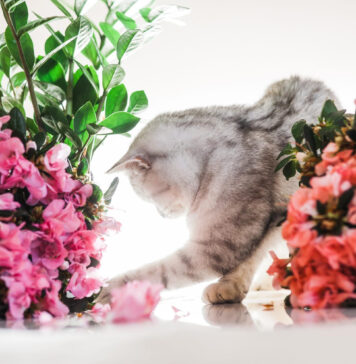 Katė niokoja gėles? Šie būdai padės ją atbaidyti Kaip atbaidyti kates nuo gėlių.