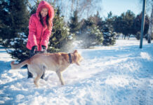 Kaip pripratinti šunį plauti letenas po pasivaikščiojimo be streso? Kaip pripratinti šunį plauti letenas.