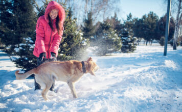 Kaip pripratinti šunį plauti letenas po pasivaikščiojimo be streso? Kaip pripratinti šunį plauti letenas.