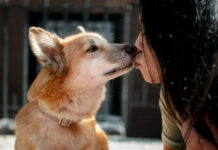 Kaip šunys užuodžia ligas dar prieš diagnozę? Kaip šunys užuodžia ligas.