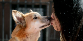 Kaip šunys užuodžia ligas dar prieš diagnozę? Kaip šunys užuodžia ligas.