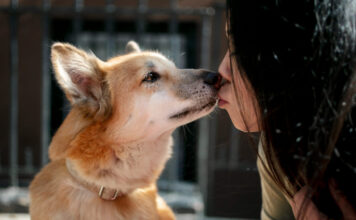 Kaip šunys užuodžia ligas dar prieš diagnozę? Kaip šunys užuodžia ligas.