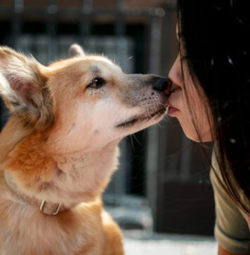 Kaip šunys užuodžia ligas dar prieš diagnozę? Kaip šunys užuodžia ligas.