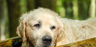 Kaip suprasti, kad šuo sensta: ankstyvi požymiai Kaip suprasti kad šuo sensta.