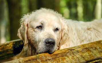 Kaip suprasti, kad šuo sensta: ankstyvi požymiai Kaip suprasti kad šuo sensta.
