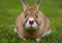 Kaip triušis rodo meilę ir prisirišimą prie žmogaus Kaip triušis rodo meilę.