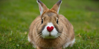 Kaip triušis rodo meilę ir prisirišimą prie žmogaus Kaip triušis rodo meilę.