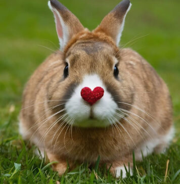 Kaip triušis rodo meilę ir prisirišimą prie žmogaus Kaip triušis rodo meilę.