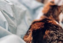 Katė sunkiai šlapinasi? Tai gali būti akmenligė Katė sunkiai šlapinasi.