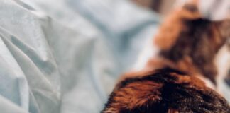 Katė sunkiai šlapinasi? Tai gali būti akmenligė Katė sunkiai šlapinasi.