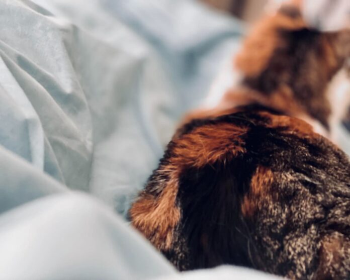 kate-sunkiai-slapinasi Katė sunkiai šlapinasi.