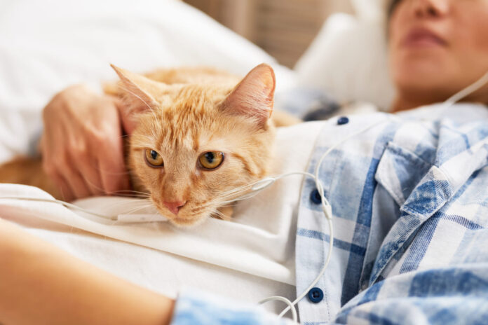 kates-eutanazija Katės eutanazija.