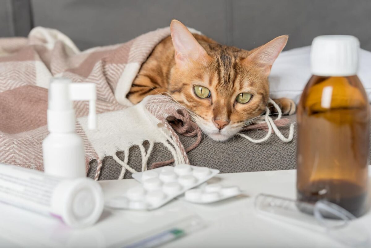 Katės eutanazija. Katė guli prie vaistų.