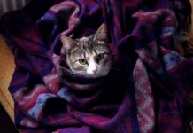 Katės sapnininkas: ką reiškia sapnuoti katę? Katės sapnininkas.