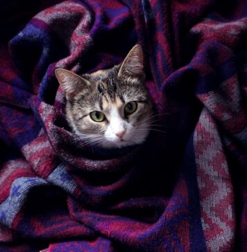 Katės sapnininkas: ką reiškia sapnuoti katę? Katės sapnininkas.