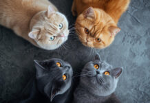 Katės veislės pasirinkimas: ką būtina žinoti prieš priimant sprendimą Katės veislės pasirinkimas.