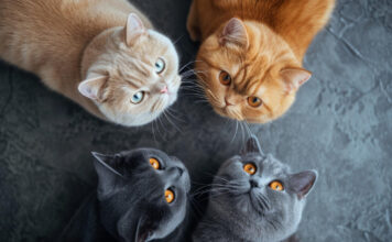 Katės veislės pasirinkimas: ką būtina žinoti prieš priimant sprendimą Katės veislės pasirinkimas.