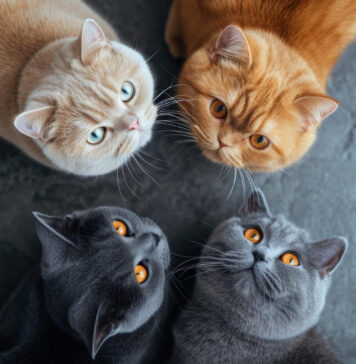 Katės veislės pasirinkimas: ką būtina žinoti prieš priimant sprendimą Katės veislės pasirinkimas.