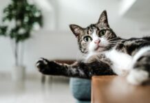 Kaip veiksmingai gydyti katės vidurių užkietėjimą? Katės vidurių užketėjimas.