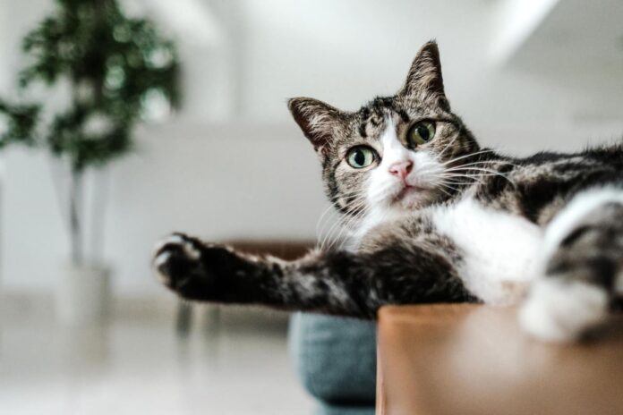 kates-viduriu-uzketejimas Katės vidurių užketėjimas.