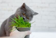 Kodėl katės „išprotėja“ nuo katžolės? Štai kas vyksta iš tikrųjų Katžolė katėms.