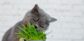 Kodėl katės „išprotėja“ nuo katžolės? Štai kas vyksta iš tikrųjų Katžolė katėms.